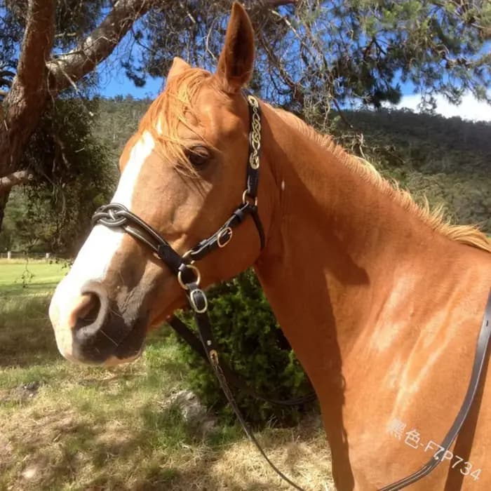 Bridon et Licol en Cuir PU avec Boucle Métallique pour Protéger la Peau du Cheval, Harnais de Conduite Confortable et Réglable pour Cheval