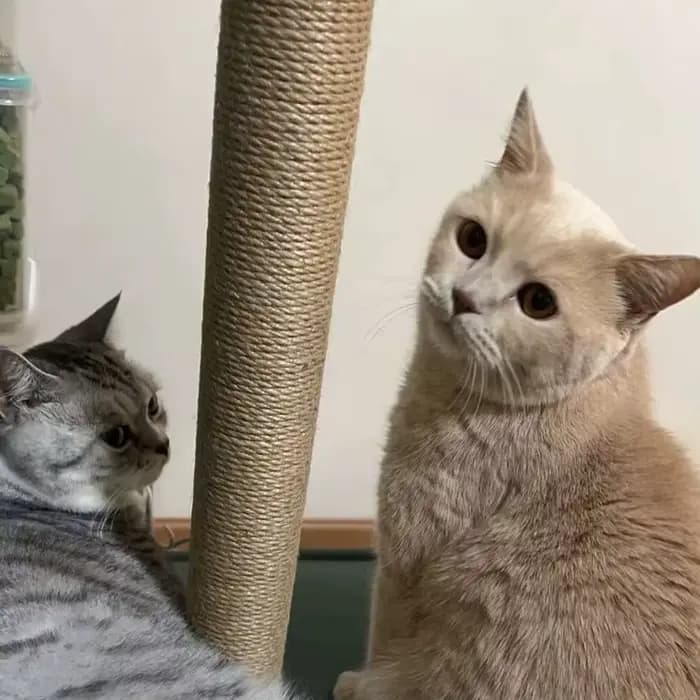 Accessoires de remplacement pour arbre à chat DIY : Poteaux de griffage pour animaux de compagnie, piliers en tube de carton rigide avec cordes en sisal