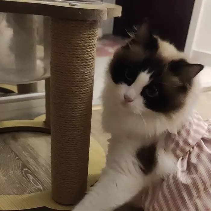Accessoires de remplacement pour arbre à chat DIY : Poteaux de griffage pour animaux de compagnie, piliers en tube de carton rigide avec cordes en sisal